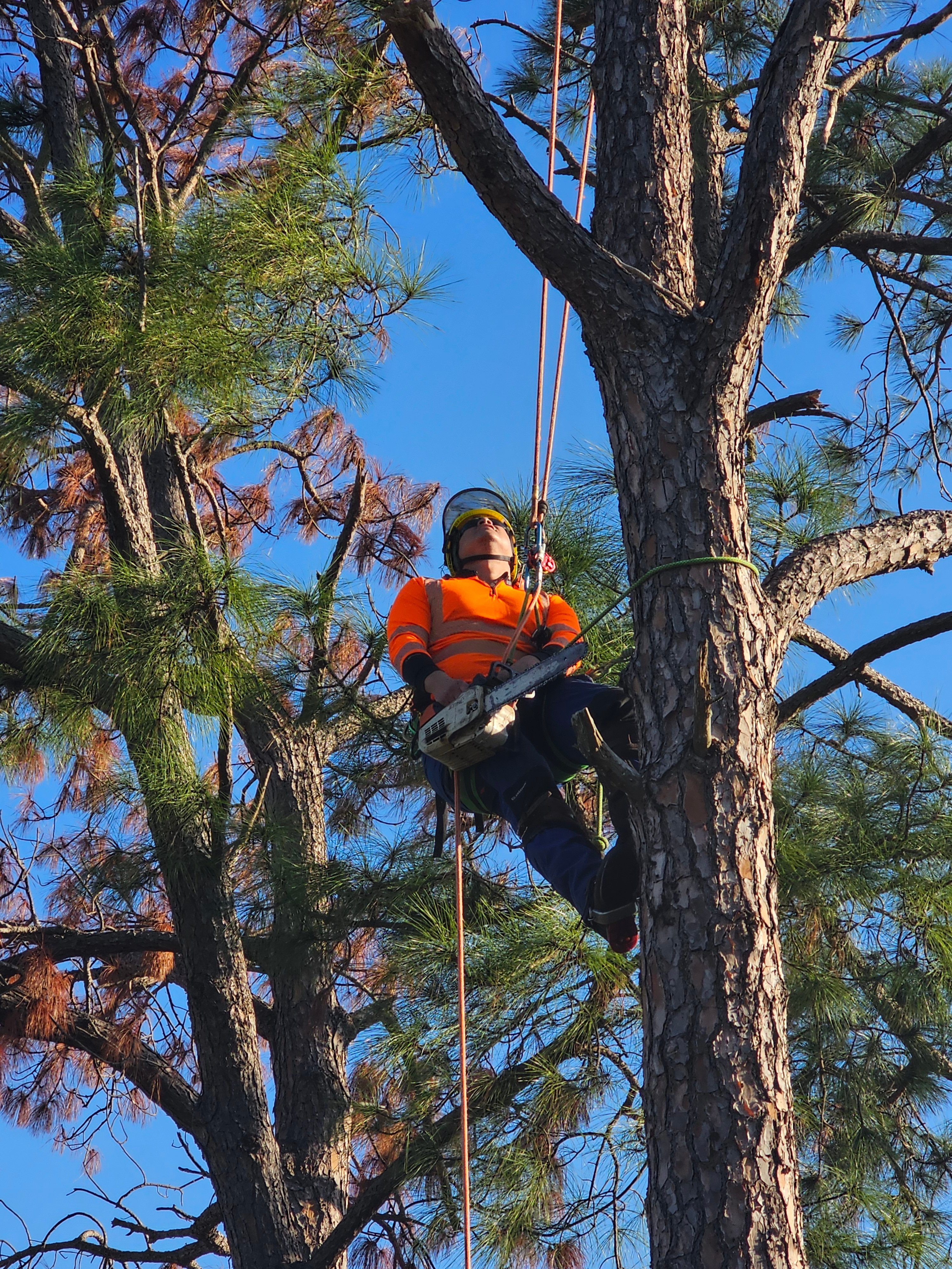 Strong Tree Service Logo