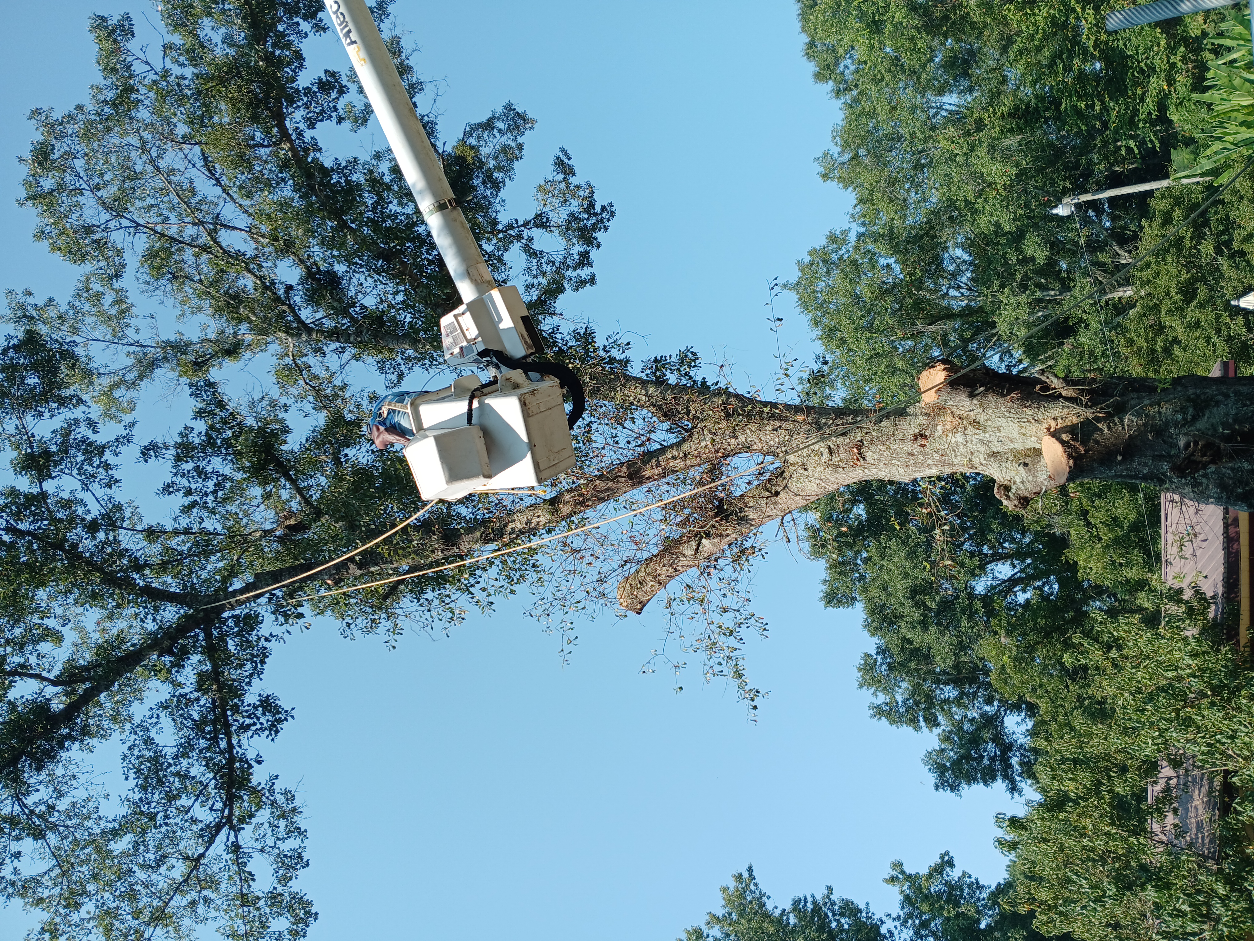 Jones Tree Service Logo