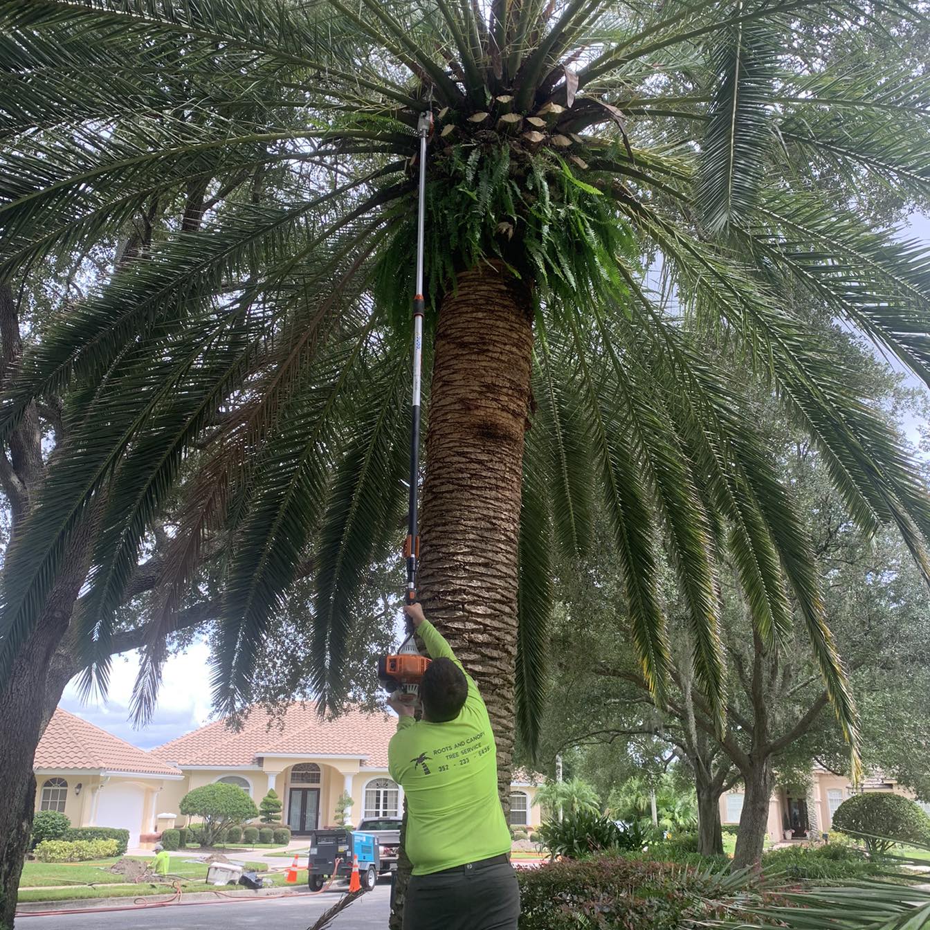 Roots & Canopy Tree Service, LLC Logo