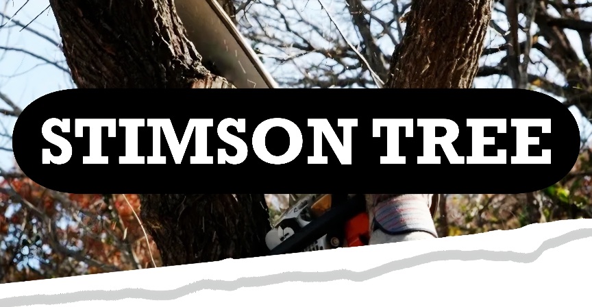 Stimson Family Tree Logo