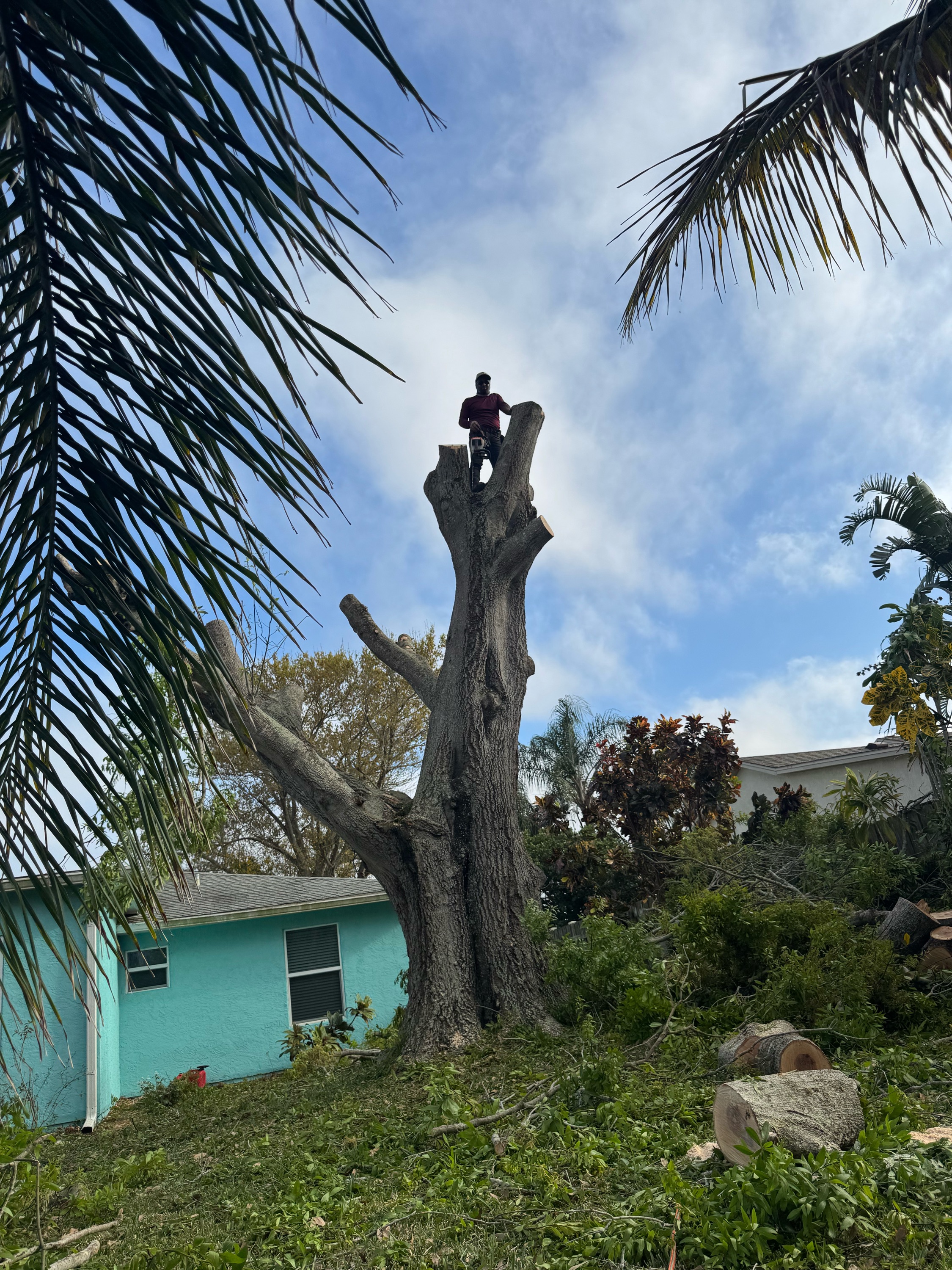 Yovanny Perez Landscape & Tree Service Logo