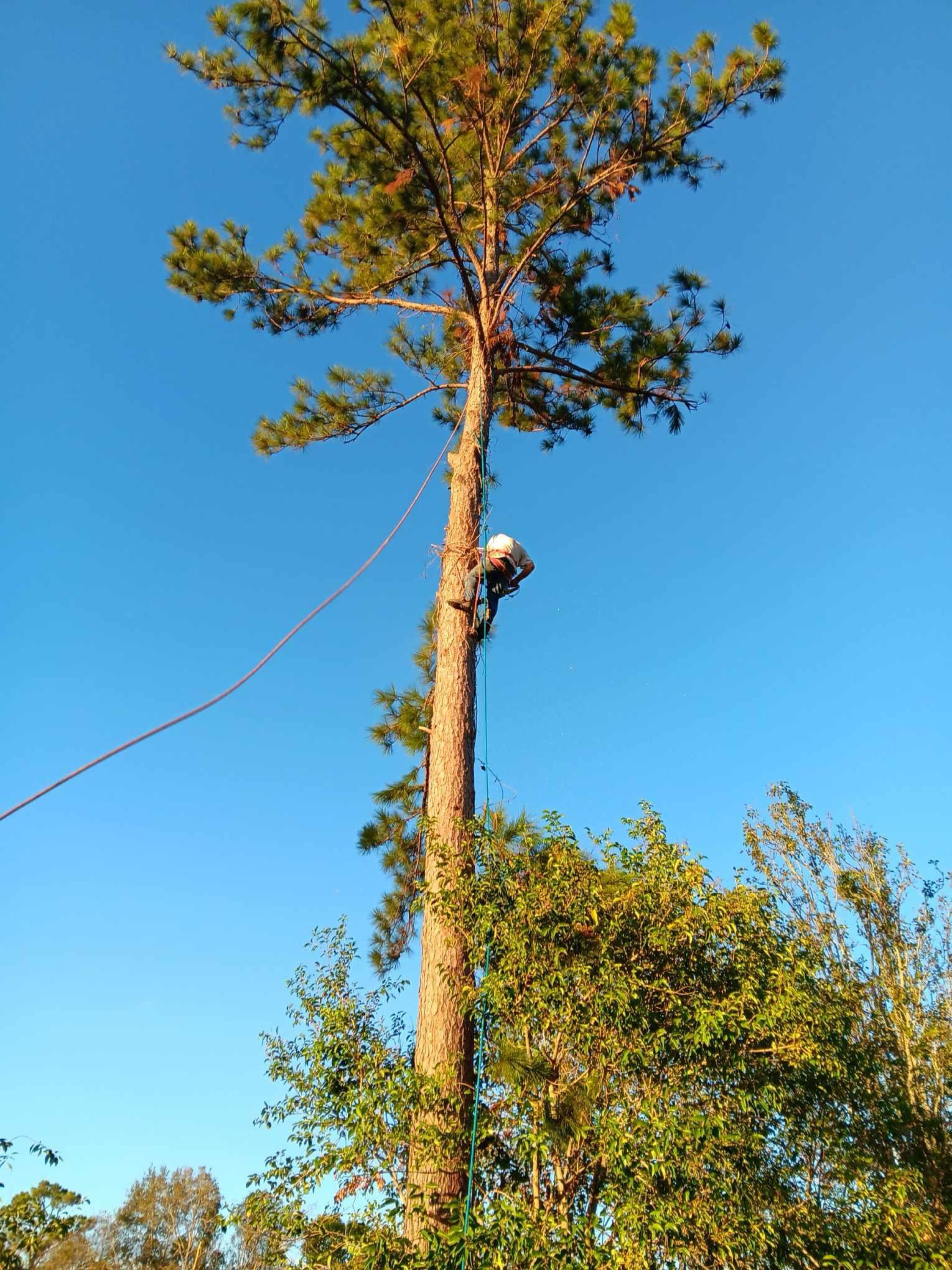 Rogers Tree Service Logo