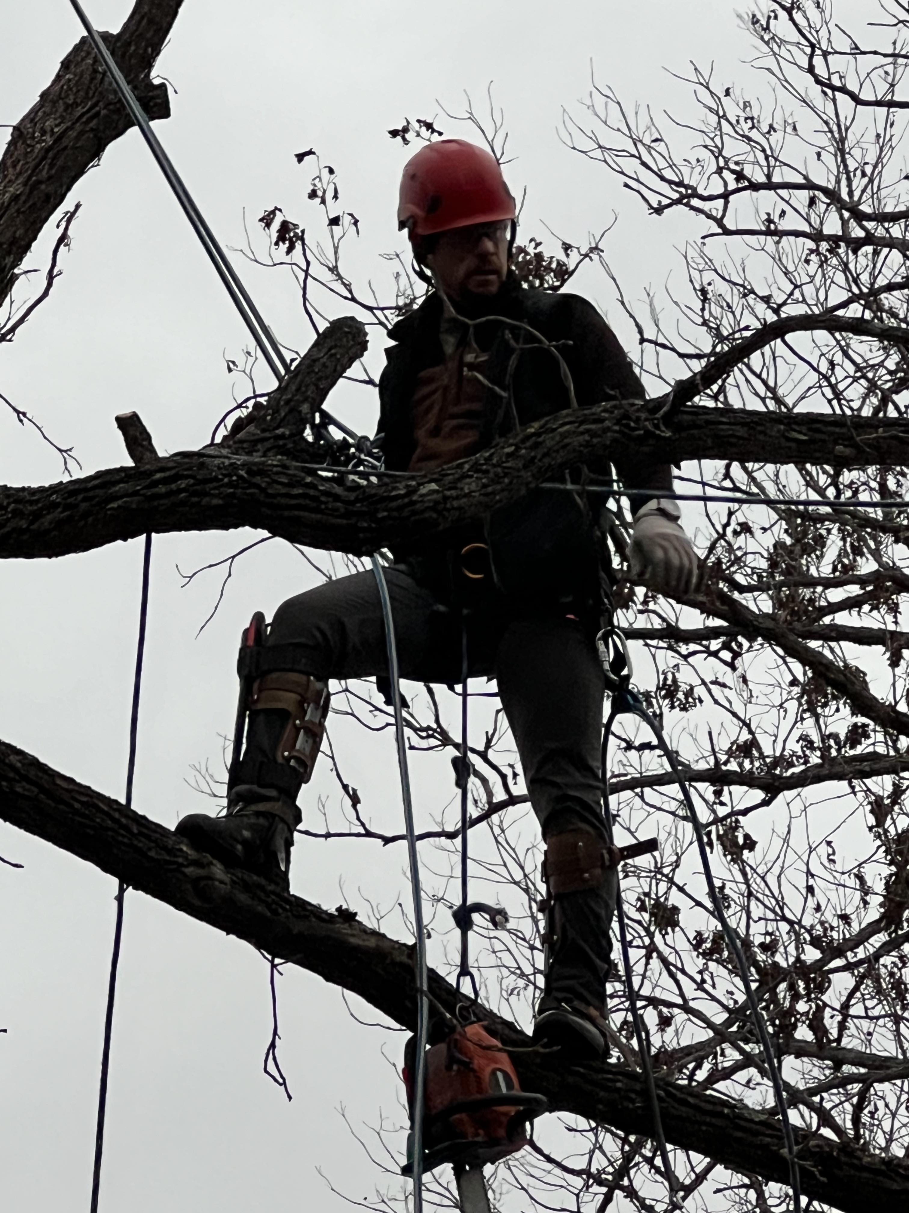 RAINY DAY TREE SERVICE LLC Logo