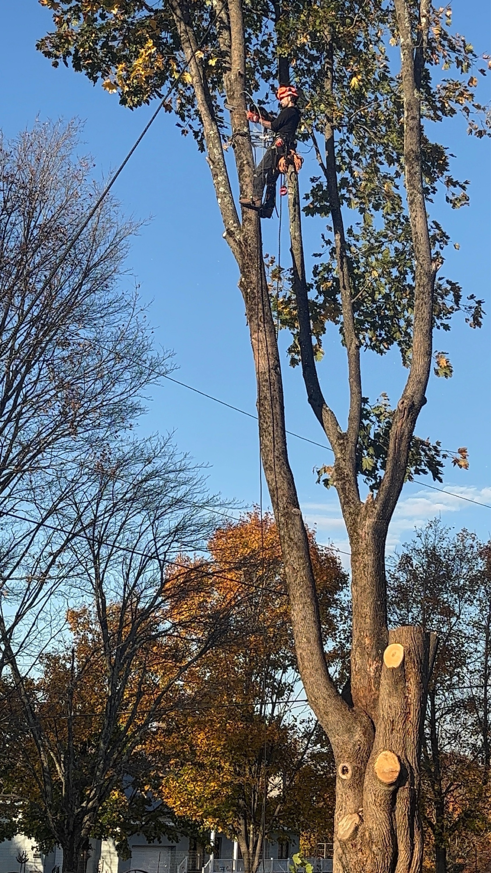 Diamond Hill Tree Service Logo