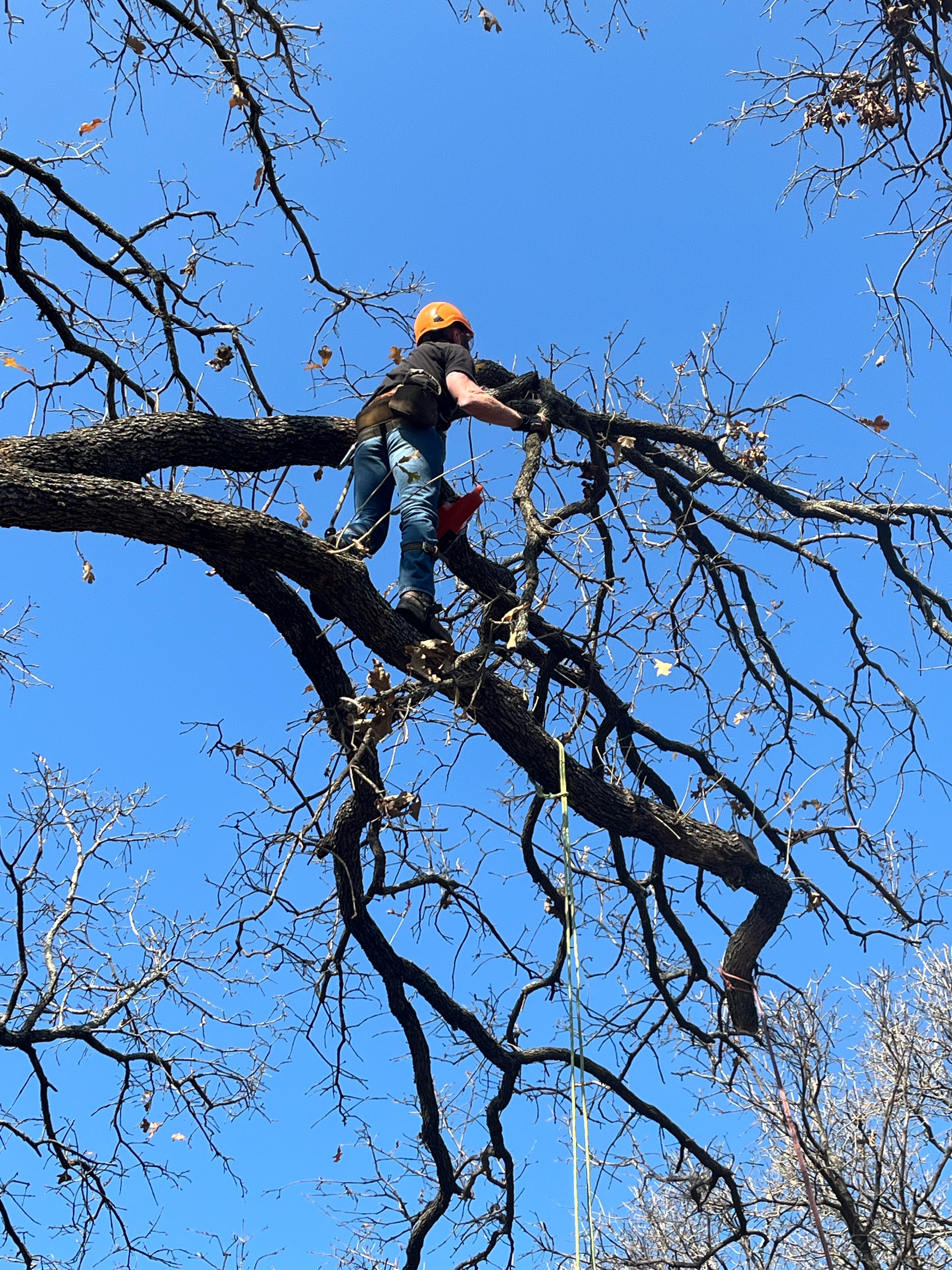 The Tree Butchers LLC Logo