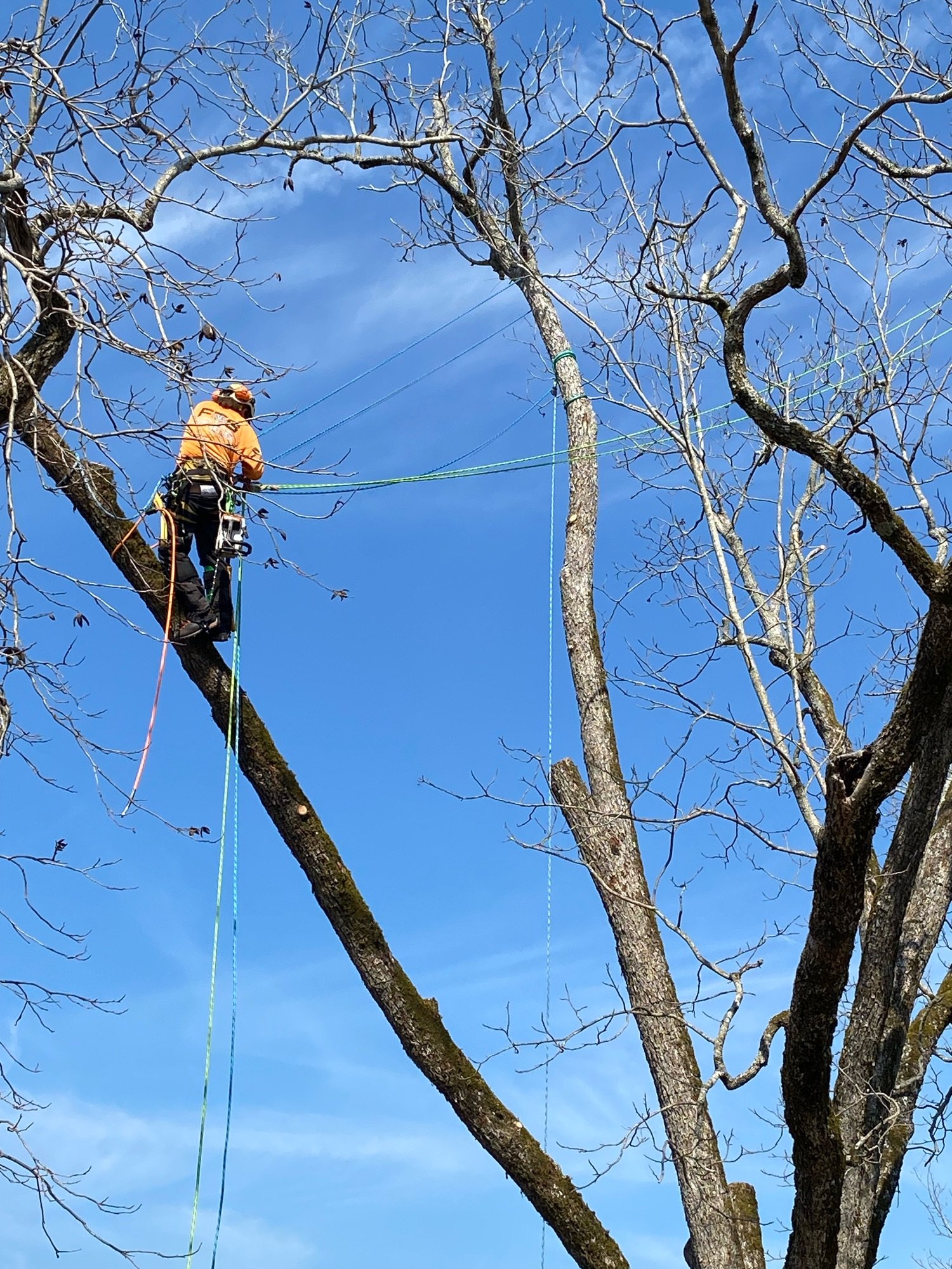 Deep South Landscaping LLC Logo
