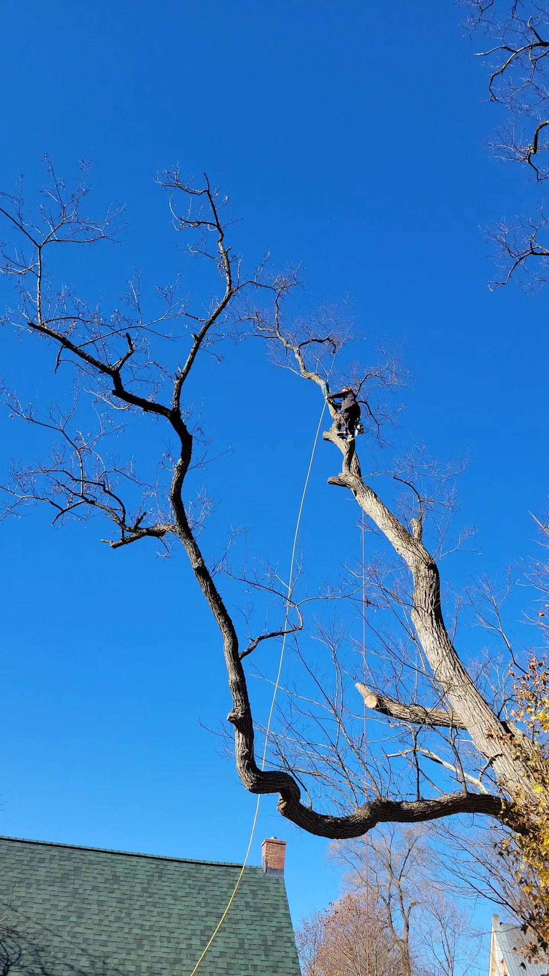 Tree Frog Climbing & Removal Logo