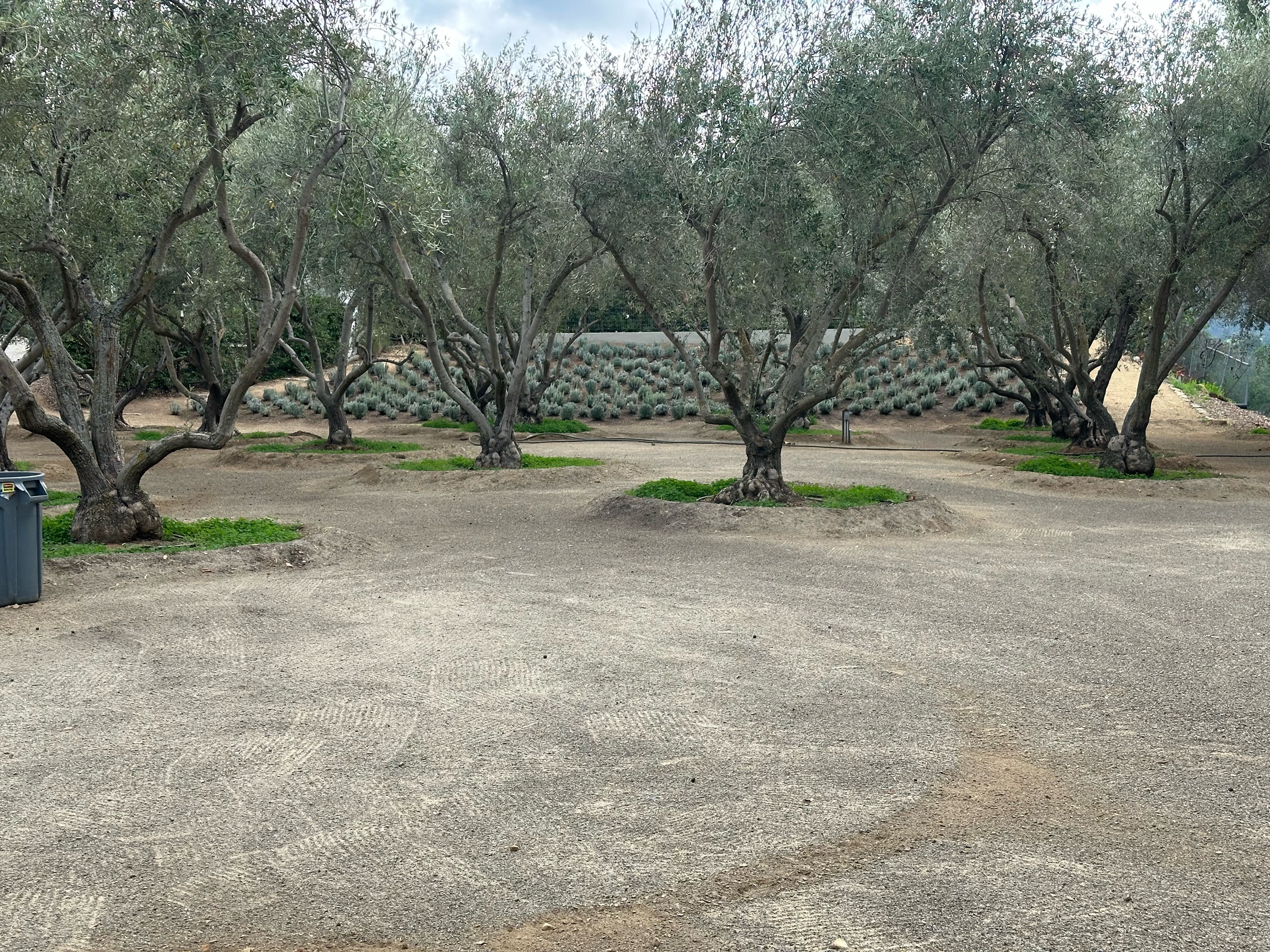 Aurelio's Landscaping & Gardening Logo