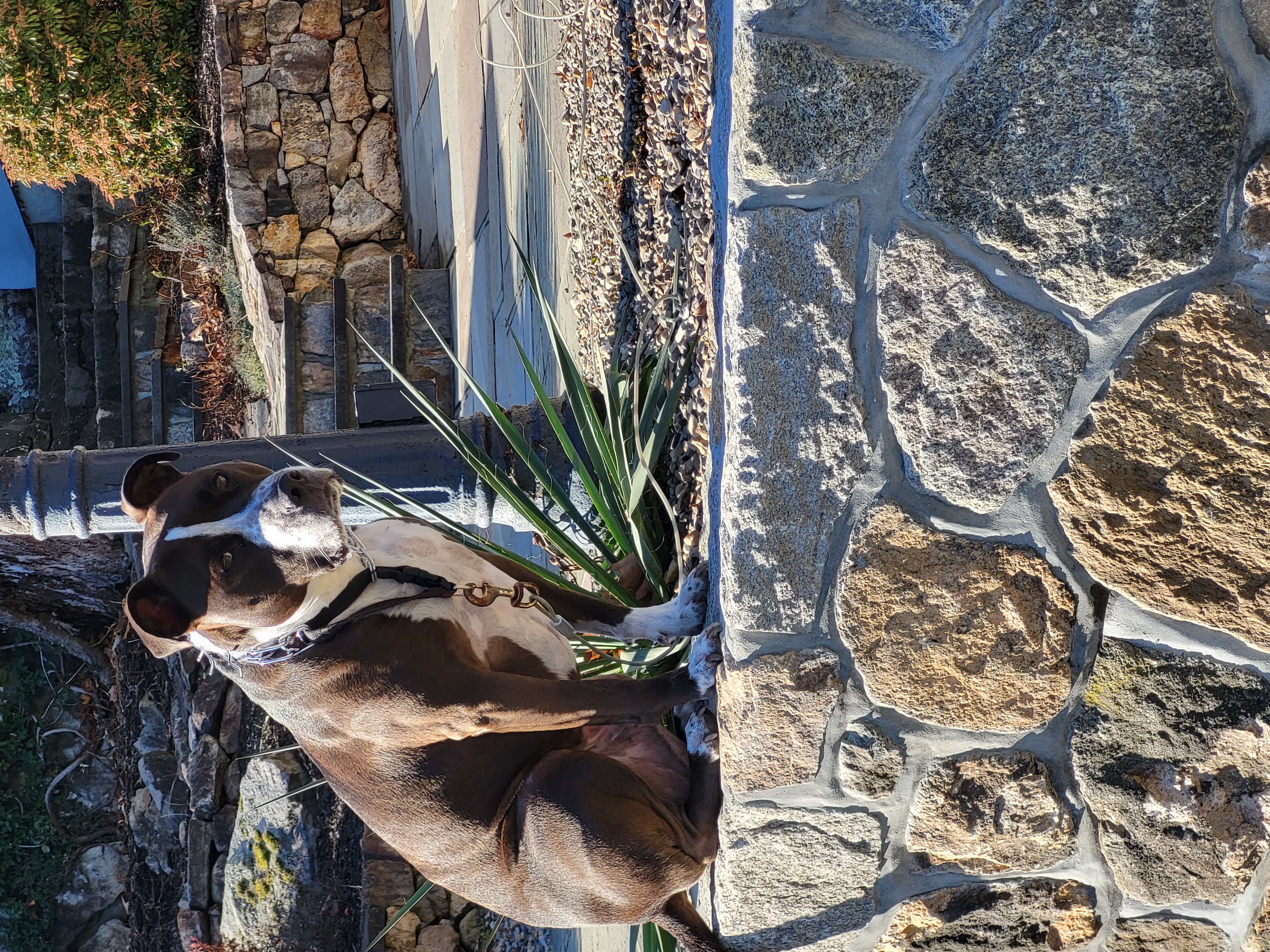 Custom Landscape Construction, LLC Logo