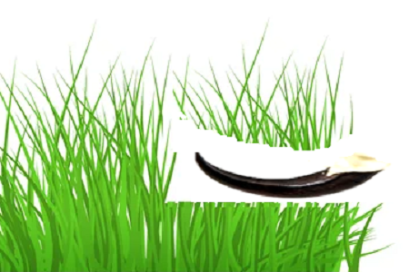 Talon Landscaping Logo