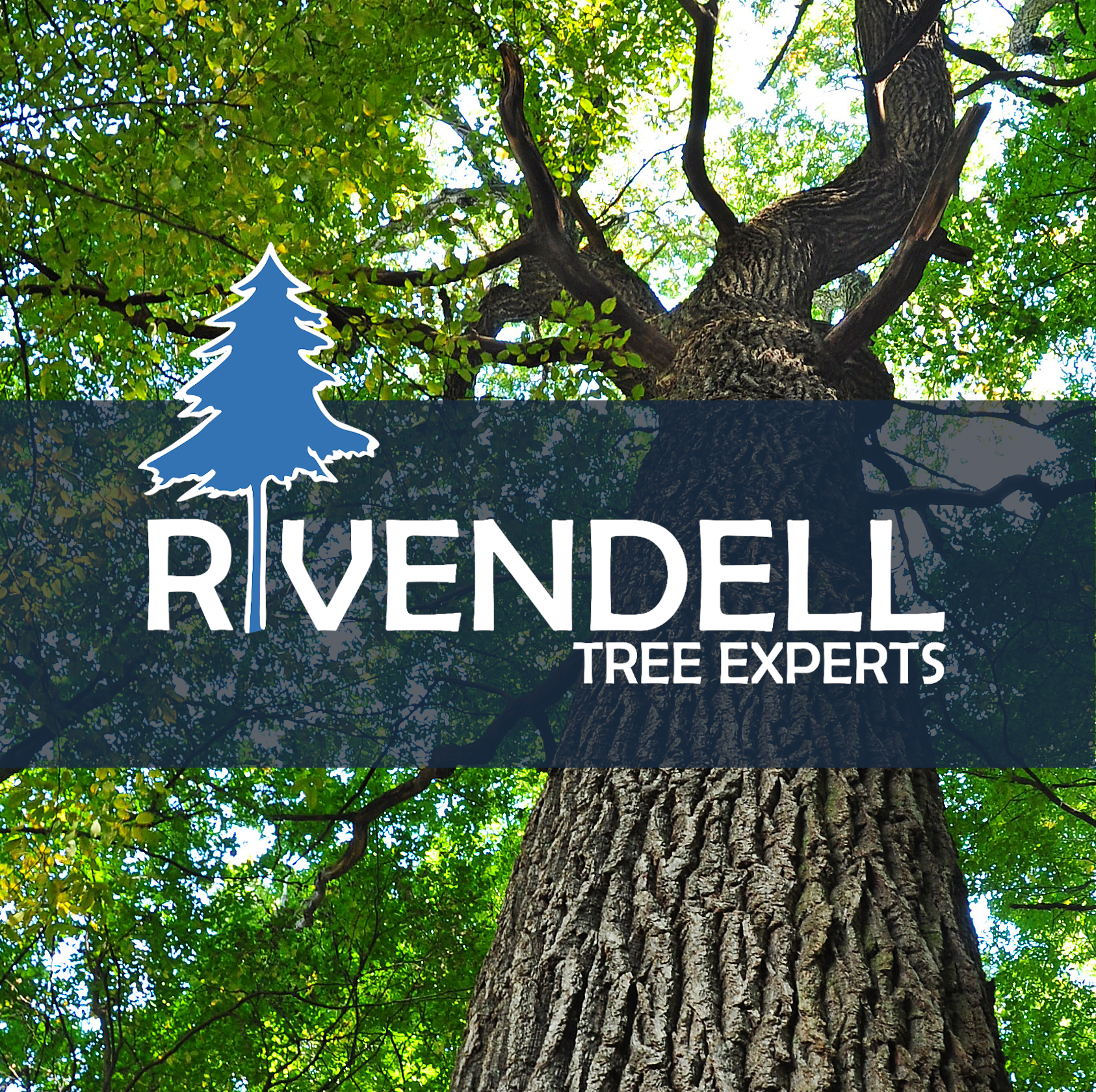 Rivendell Tree Experts, LLC Logo