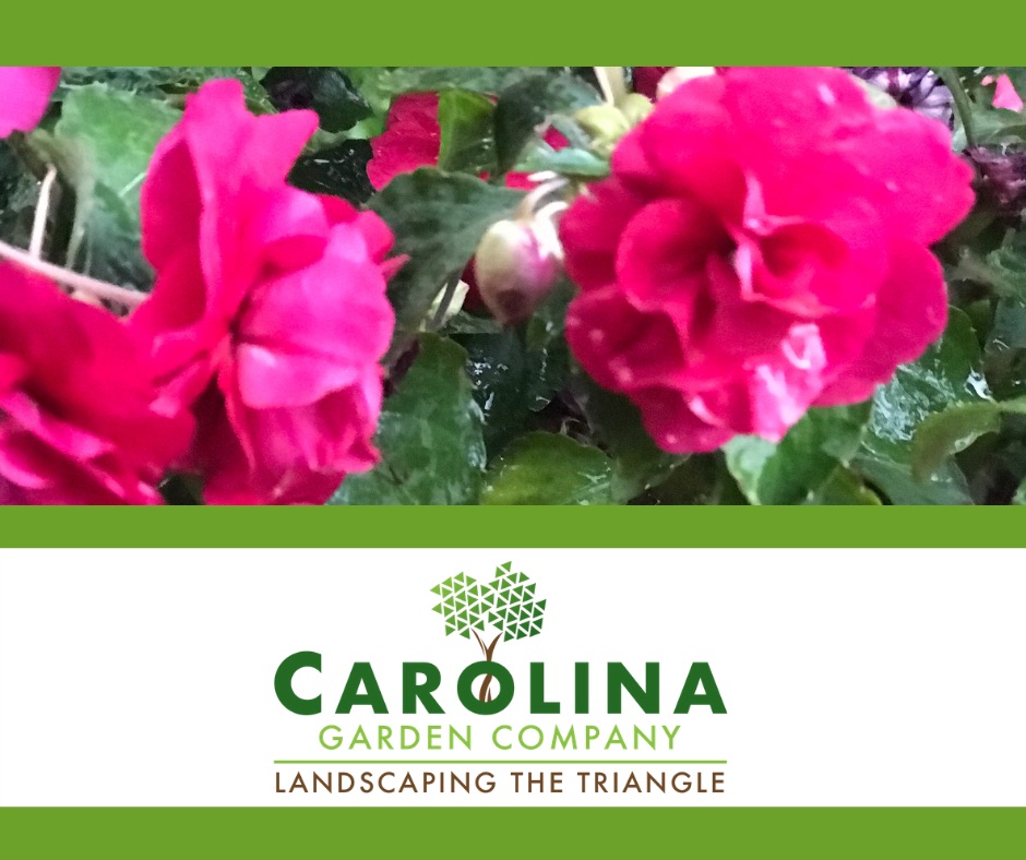 Carolina Garden Company, LLC Logo