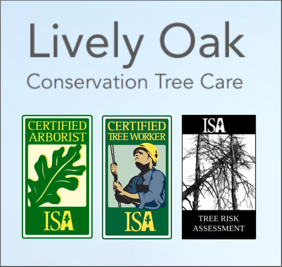 Lively Oak Logo