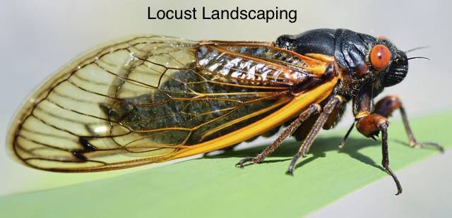 Locust Landscaping Logo