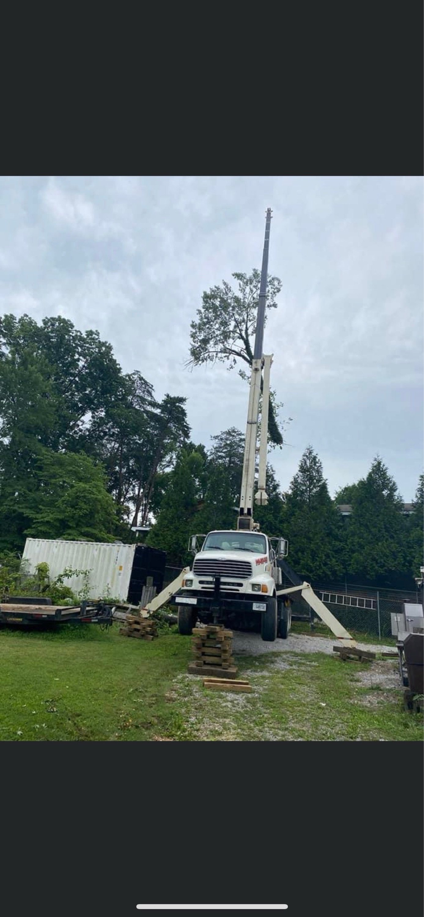 Paul Bunyan Tree Service Logo