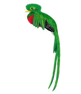 Quetzal Landscapes, Inc Logo