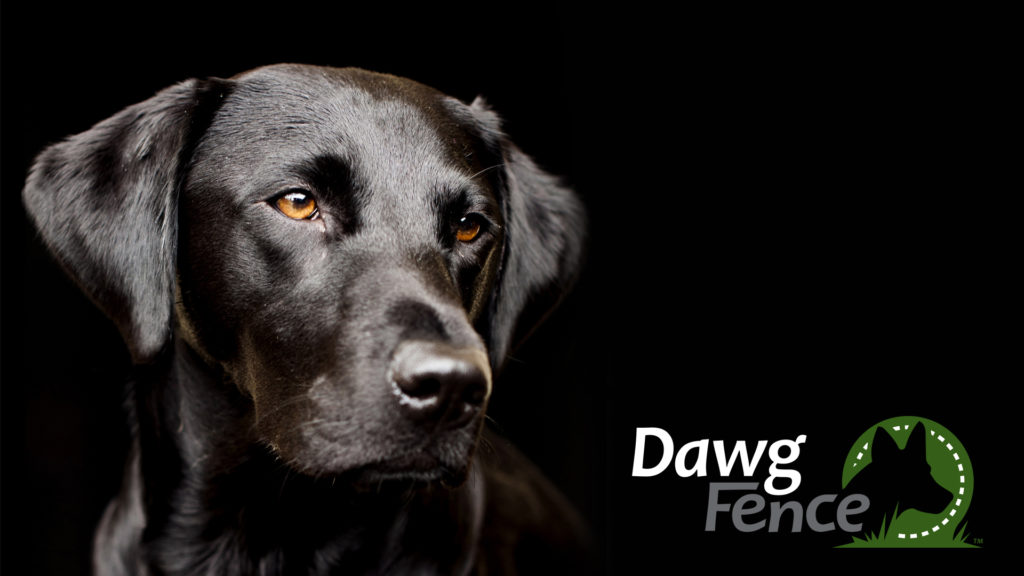 Dawg Fence Logo