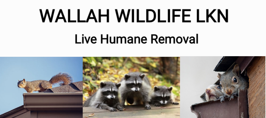 Wallah Wildlife LKN Logo