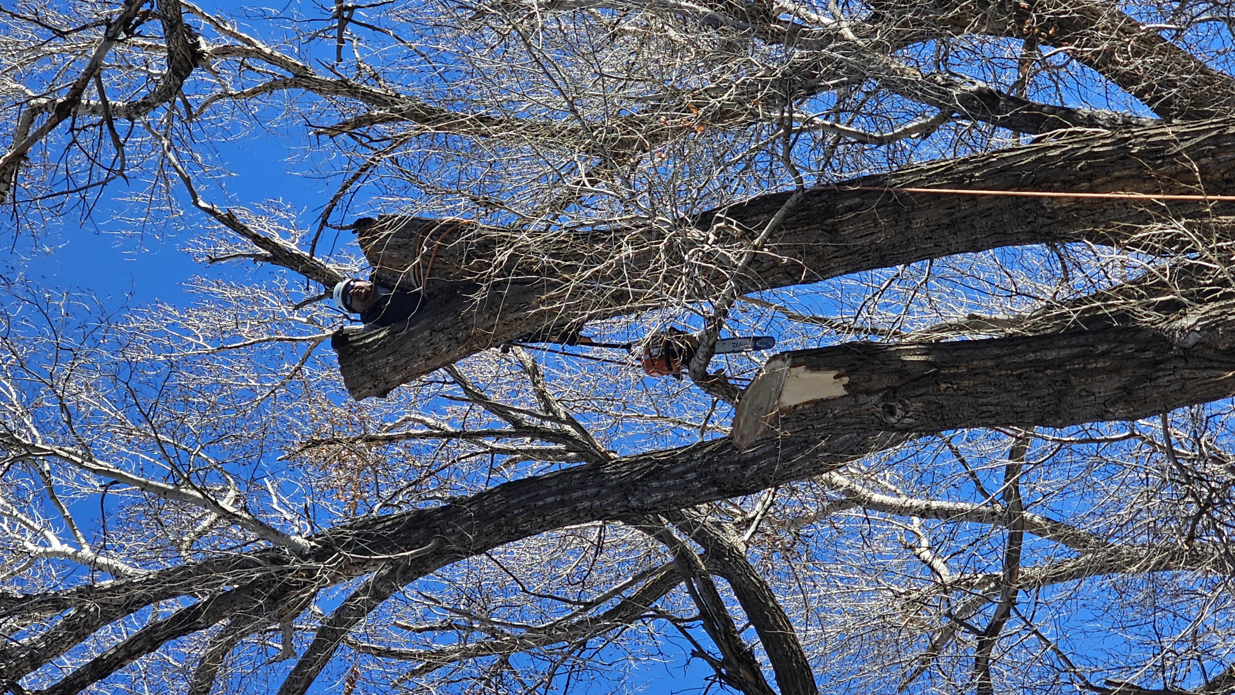 Lucas Tree Service Logo