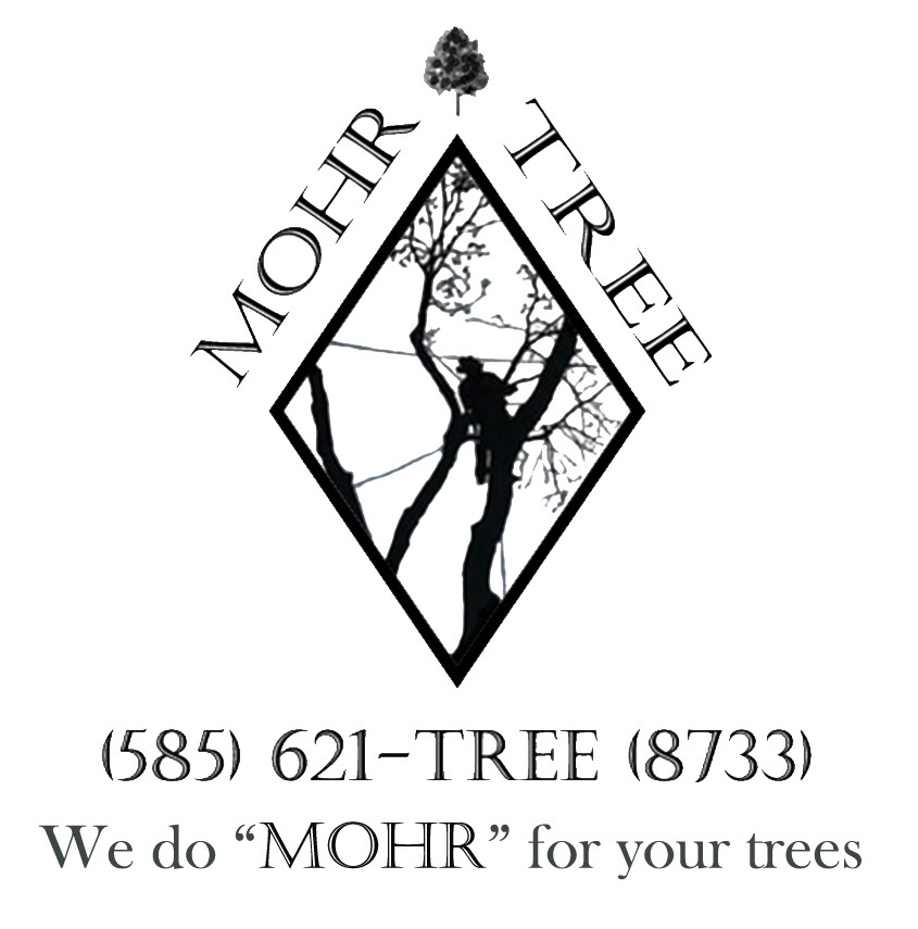 Mohr Tree Service Logo