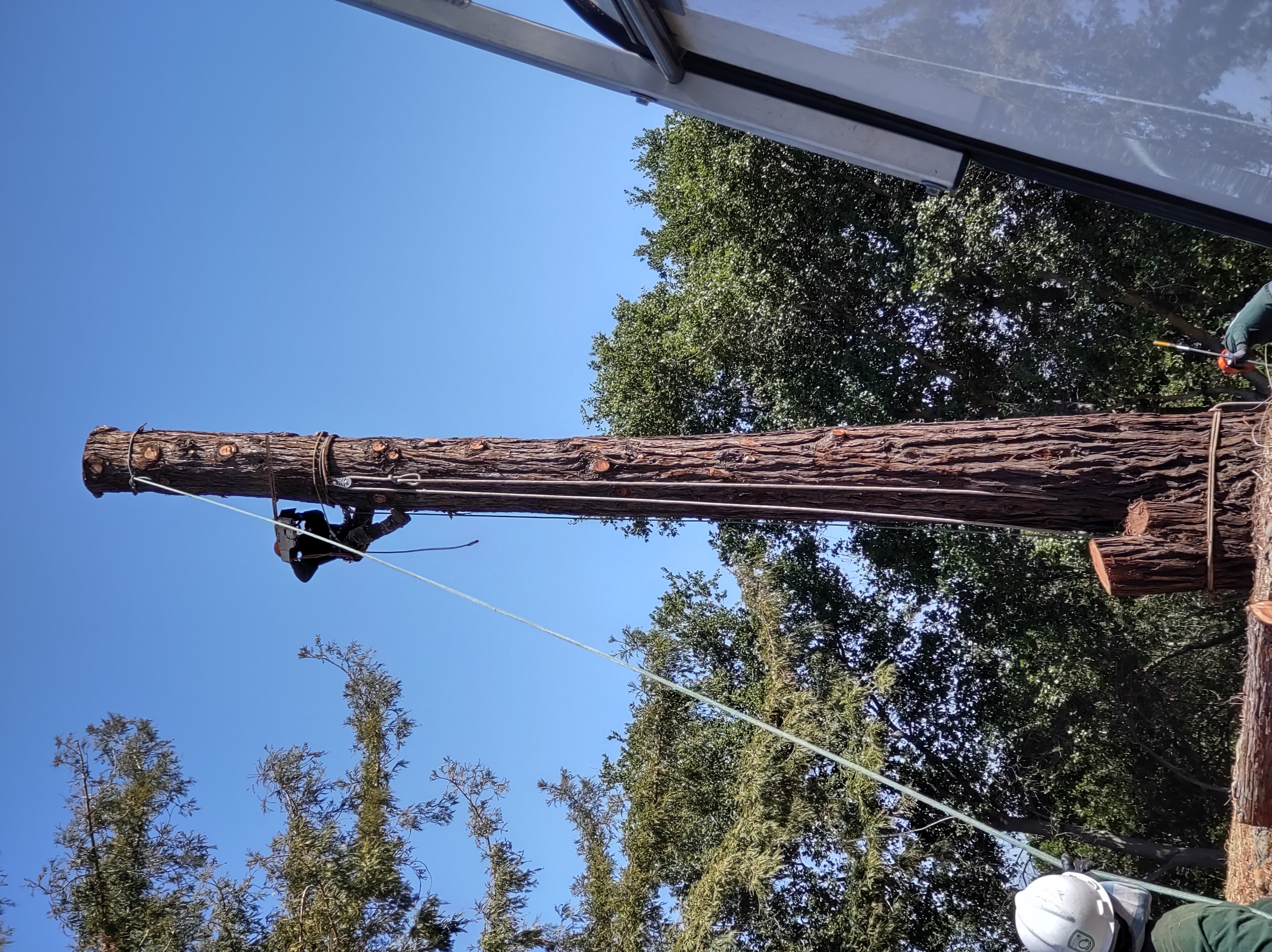 Eagle Tree Service Logo