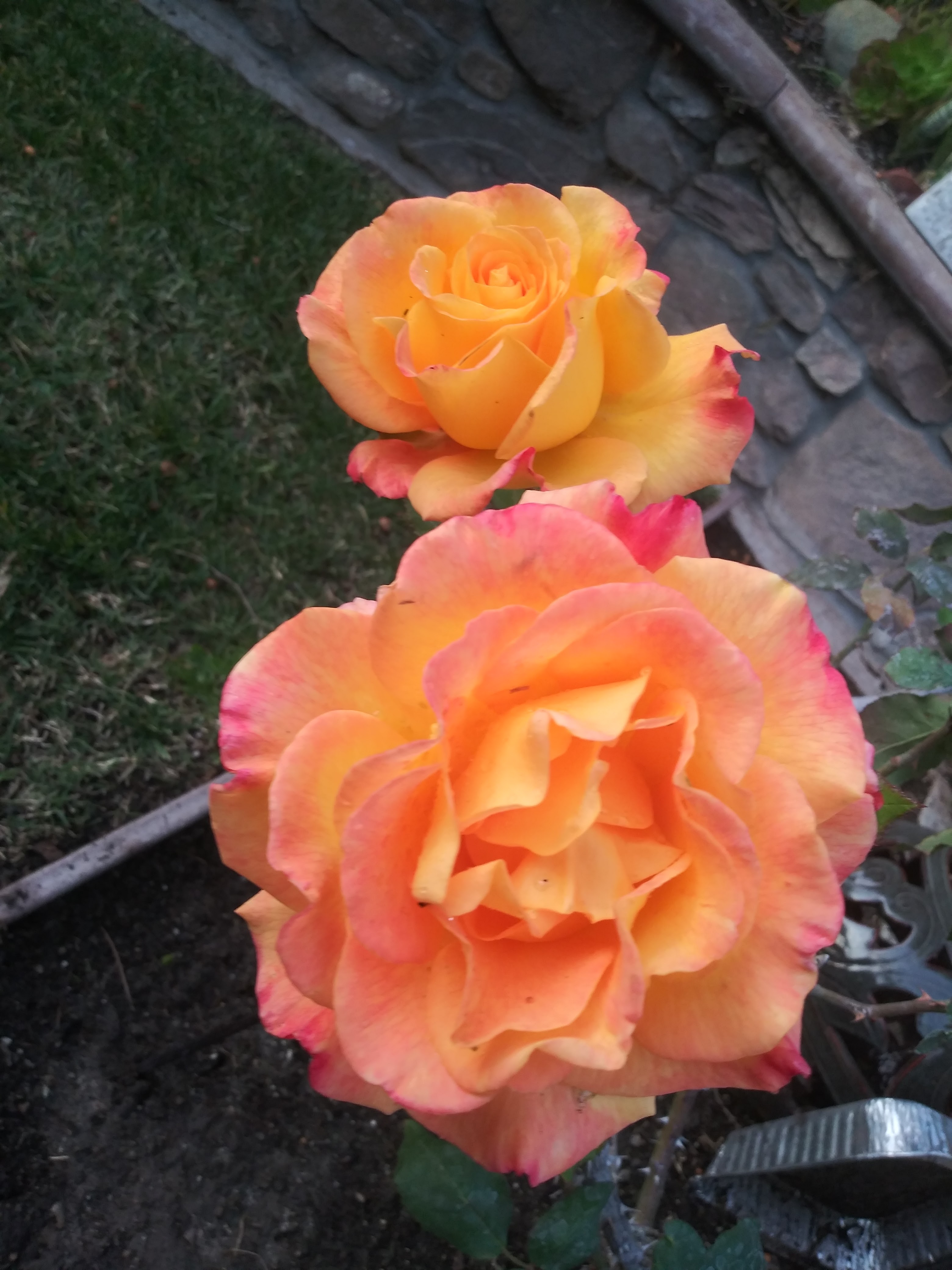 Golden Rose Gardening Logo