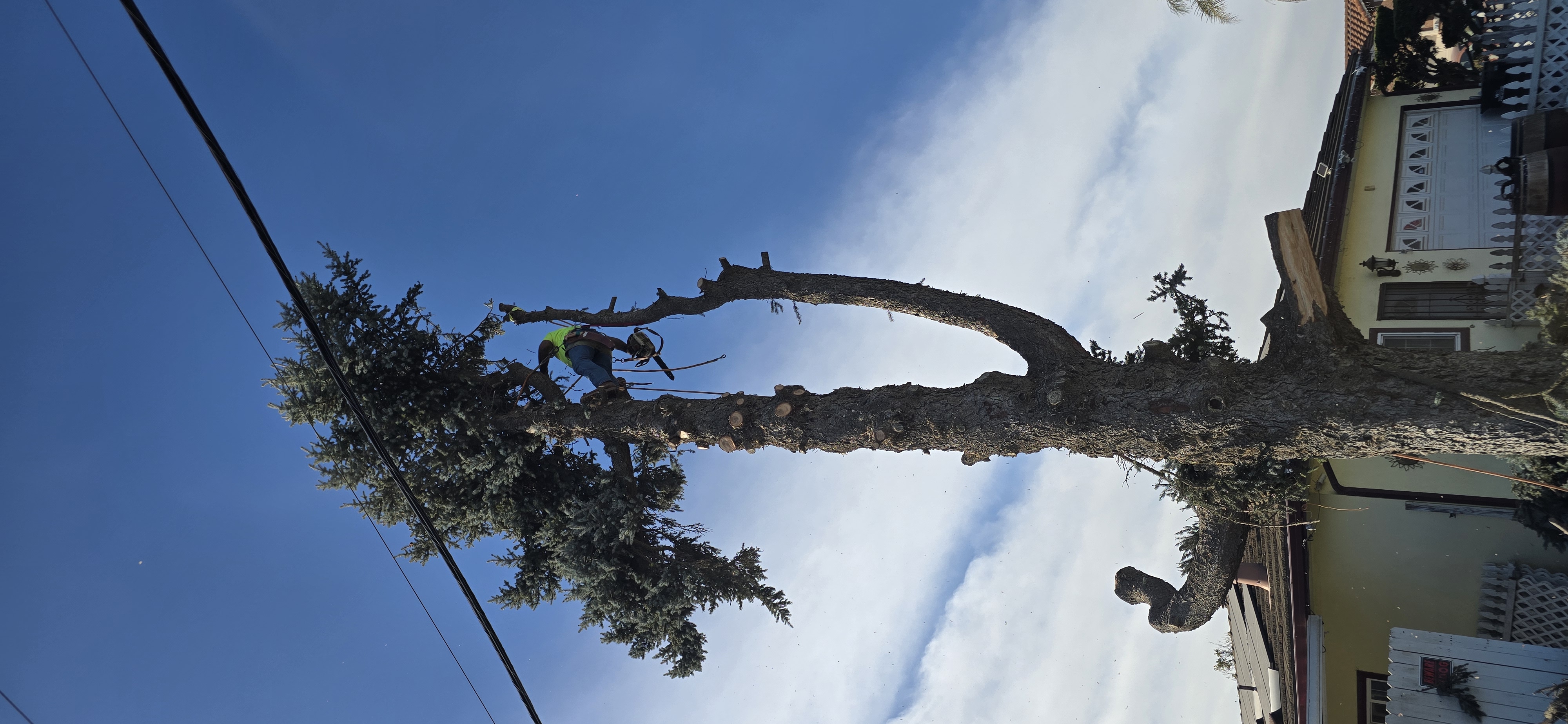 Crowder Tree Specialist Logo