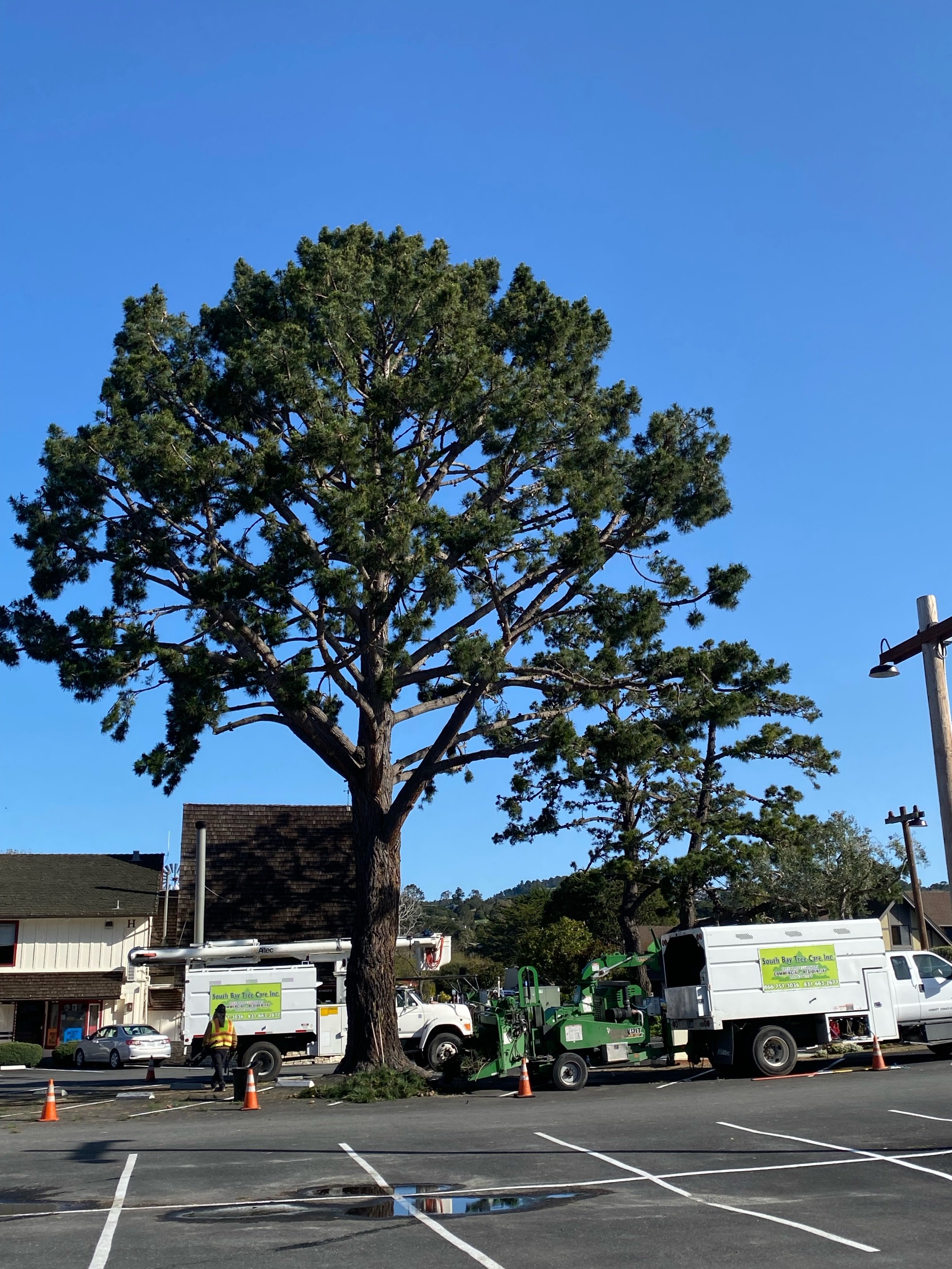 South Bay Tree Care Inc. Logo