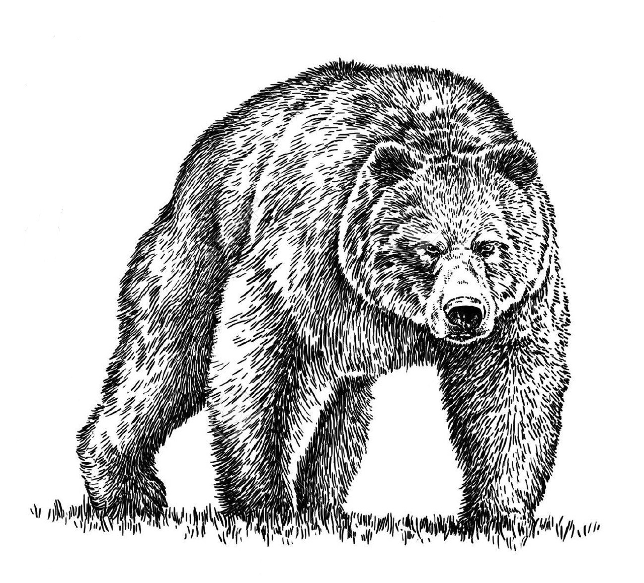 Red Bear Services, Inc. Logo