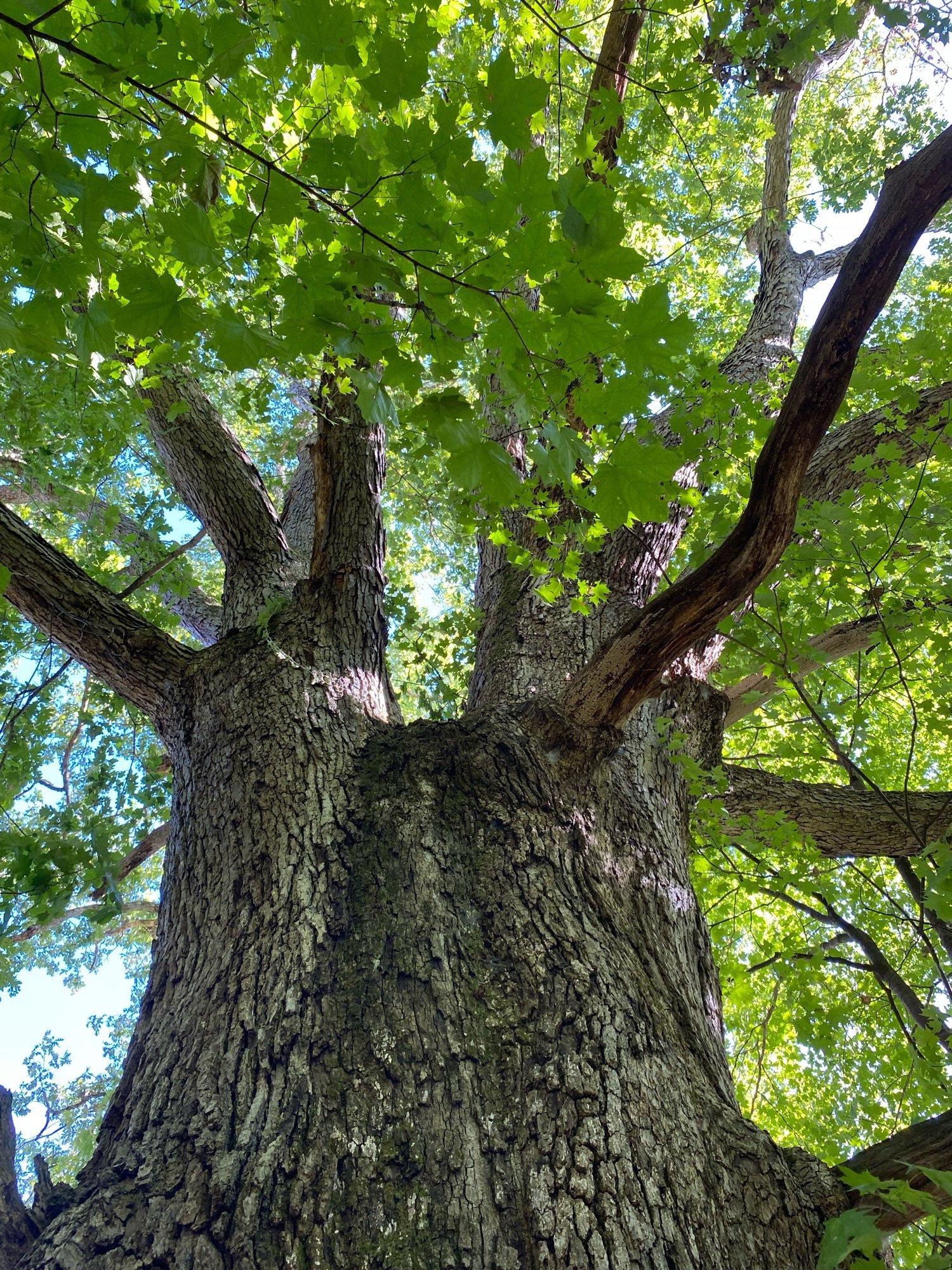 Satisfaction Tree Service Logo