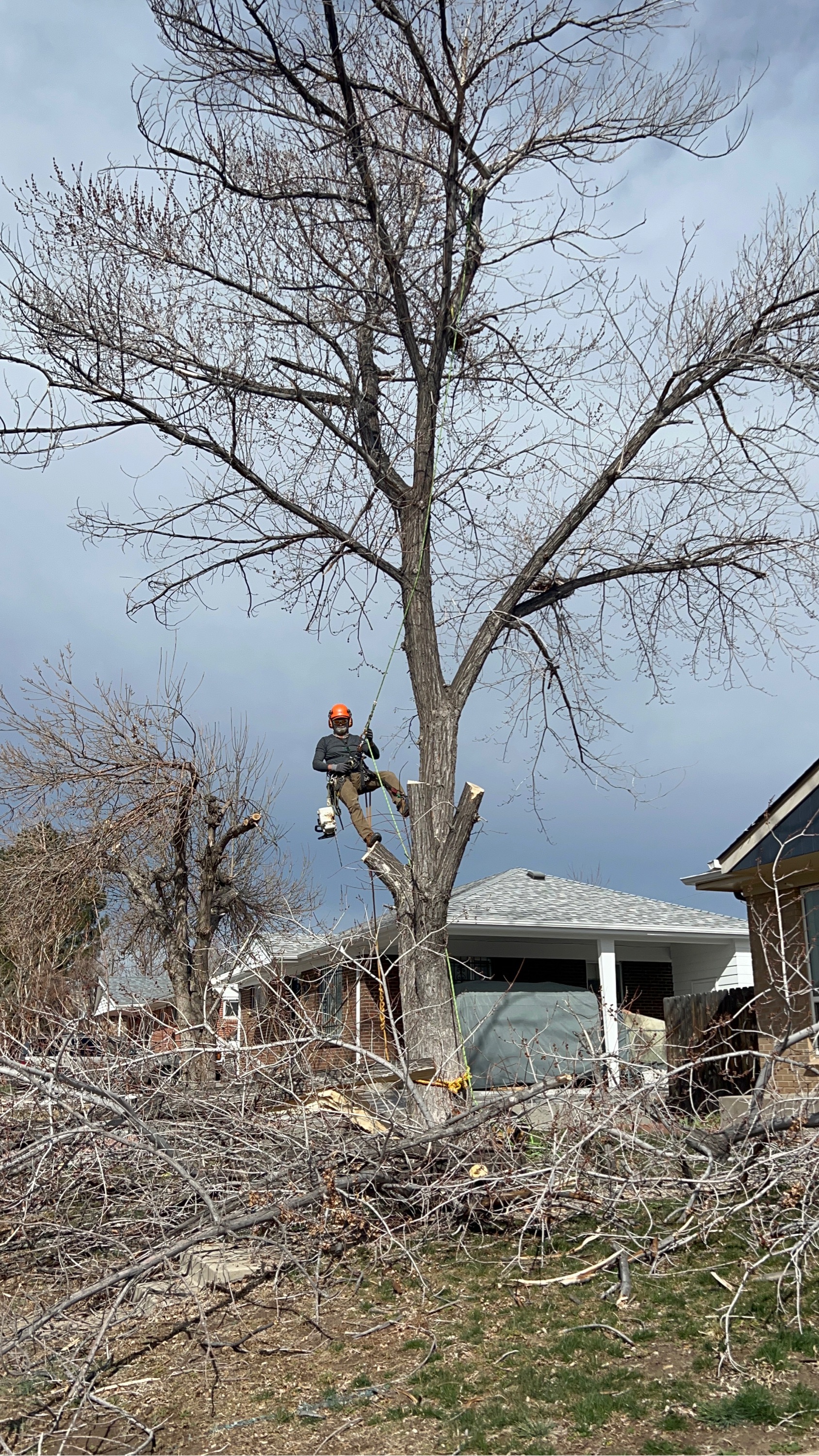 Tree Service Logo