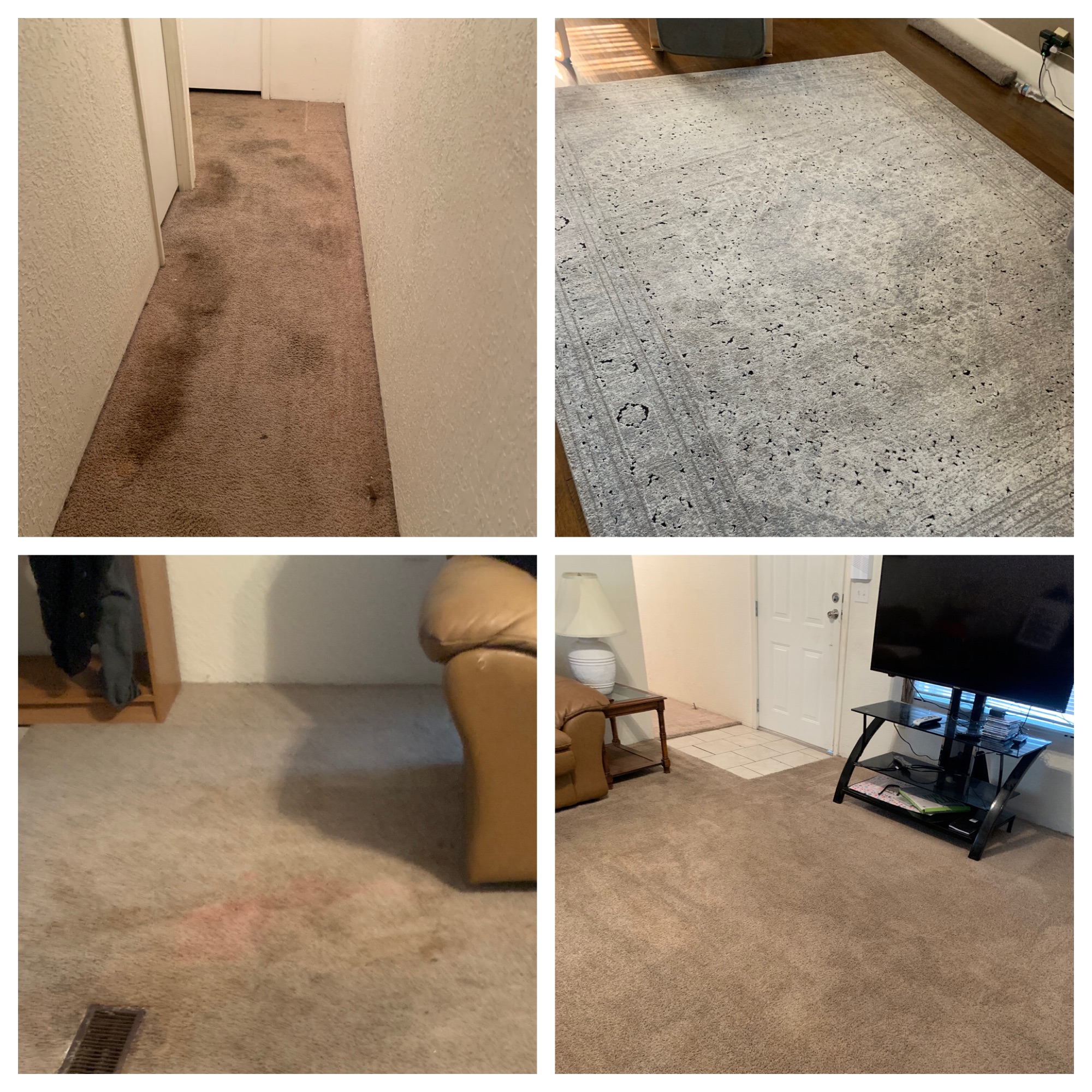 Special C Carpet Cleaning Logo