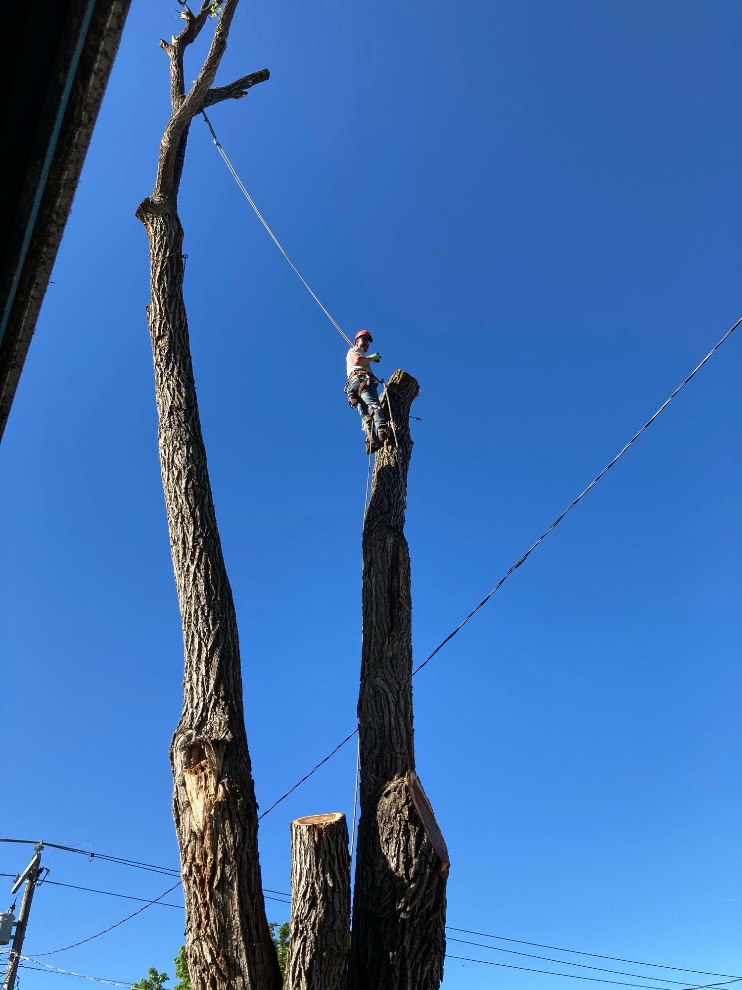 Live On Tree Service Logo