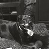 Loyal Companion General Contracting, LLC Logo