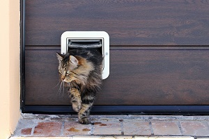 2021 Dog Door Cost Pet Door Installation Prices Homeadvisor