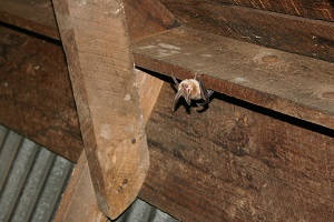 bat removal attic cost bats michigan attics much does wildlife control homeadvisor exclusion remove costs experts serving