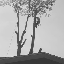 Logo for Art Tree Removal