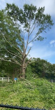 Logo for J & S Tree Service