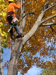 We Care Tree Service, LLC logo