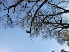 Avatar for Adrian Tree Service