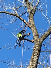 Perez Tree Service logo
