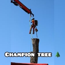 Champion Landscape and Tree logo