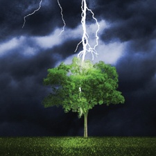 Logo for A Force of Nature Tree Service