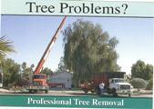 Tidy Tree Trimming logo