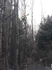 Avatar for B's Trees