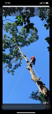 Avatar for Hernandez's Brothers Tree Service