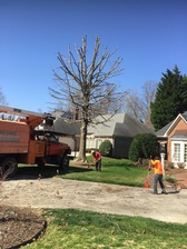 Logo for Bulu Tree Service