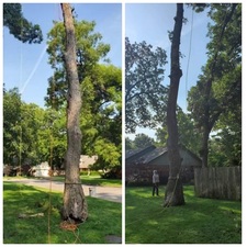 Avatar for Abel's Tree & Landscaping, LLC