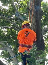 Promise Land Tree Services and Fire Wood logo