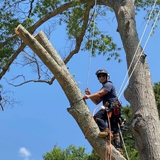 Avatar for Bear Tree Care and Landscaping LLC